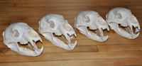 bear skulls